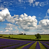 Buy canvas prints of Enchanting Lavender Seascape, Cotswolds, England by Andy Evans Photos