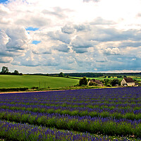 Buy canvas prints of Lavender Field Purple Flowers Cotswolds England by Andy Evans Photos