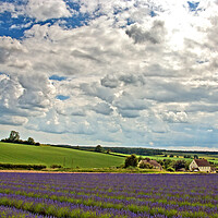 Buy canvas prints of Enchanting Lavender Landscape, Cotswolds England by Andy Evans Photos