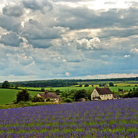 Buy canvas prints of Enchanting Lavender Panorama of Cotswolds by Andy Evans Photos