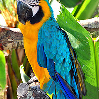 Buy canvas prints of Vibrant Blue and Yellow Macaw Portrait by Andy Evans Photos