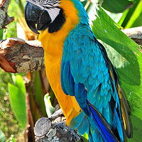 Buy canvas prints of Vibrant Macaw Parrot: Nature's Colour Palette by Andy Evans Photos