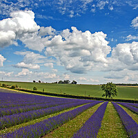 Buy canvas prints of Enchanting Lavender Landscape, Cotswolds England by Andy Evans Photos