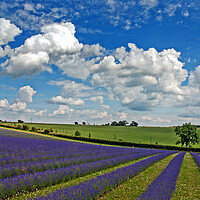 Buy canvas prints of Enchanting Lavender Paradise, Cotswolds England by Andy Evans Photos