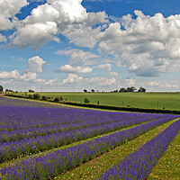 Buy canvas prints of Serene Lavender Haven: Cotswolds Blooms by Andy Evans Photos