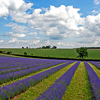 Buy canvas prints of Enchanting Cotswolds Lavender Field by Andy Evans Photos