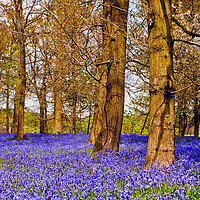 Buy canvas prints of Bluebell Woods Greys Court Oxfordshire England UK by Andy Evans Photos