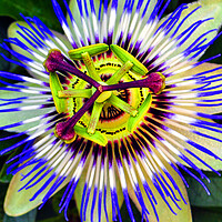Buy canvas prints of Passion Flower Summer Flowering Plant by Andy Evans Photos