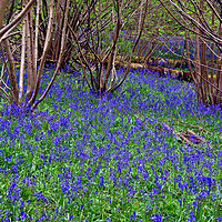 Buy canvas prints of Bluebell Woods Bluebells Basildon Park Reading Berkshire by Andy Evans Photos