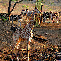 Buy canvas prints of Giraffe Zulu Nyala Game Reserve South Africa by Andy Evans Photos