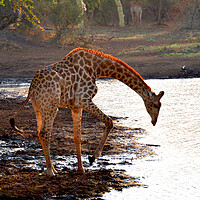 Buy canvas prints of Giraffe Zulu Nyala Game Reserve South Africa by Andy Evans Photos