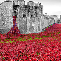 Buy canvas prints of Tower of London Red Poppies by Andy Evans Photos