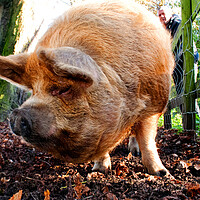 Buy canvas prints of New Zealand Kunekune Pig by Andy Evans Photos