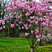 Buy canvas prints of Magnolia Tree Batsford Arboretum Cotswolds UK by Andy Evans Photos