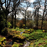 Buy canvas prints of Batsford Arboretum Moreton In Marsh Cotswolds UK by Andy Evans Photos