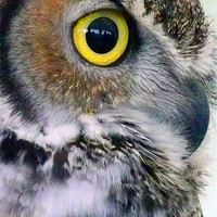 Buy canvas prints of Owl, Bird of Prey by Andy Evans Photos