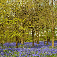Buy canvas prints of Enchanting Bluebell Carpet by Andy Evans Photos