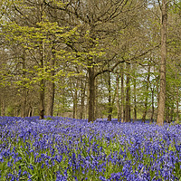 Buy canvas prints of Bluebell Woods Greys Court Oxfordshire  by Andy Evans Photos