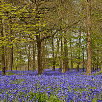 Buy canvas prints of Bluebell Woods Greys Court Oxfordshire  by Andy Evans Photos