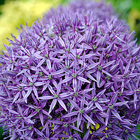 Buy canvas prints of Allium hollandicum Purple flower by Andy Evans Photos