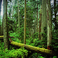 Buy canvas prints of Carmanah Rainforest Vancouver Island Canada by Andy Evans Photos