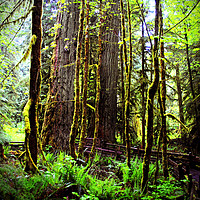 Buy canvas prints of Carmanah Rainforest Vancouver Island Canada by Andy Evans Photos