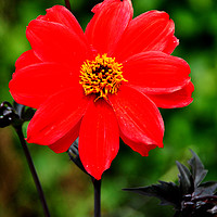 Buy canvas prints of Flowering red Dahlia summer flower by Andy Evans Photos