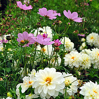 Buy canvas prints of White Dahlia and Pink Coreopsis cosmos flowers  by Andy Evans Photos