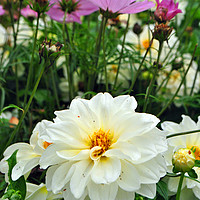 Buy canvas prints of White Dahlia and Pink Coreopsis cosmos flowers by Andy Evans Photos