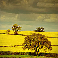 Buy canvas prints of Golden Canola Fields by Andy Evans Photos