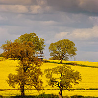 Buy canvas prints of Golden Fields of Mortimer by Andy Evans Photos