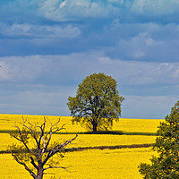 Buy canvas prints of Golden Sea of Rapeseed by Andy Evans Photos