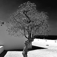 Buy canvas prints of  Old Olive tree in the Algarve Portugal by Andy Evans Photos