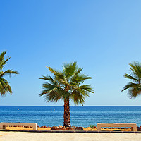 Buy canvas prints of Palm trees Torrox Costa Del Sol Spain by Andy Evans Photos