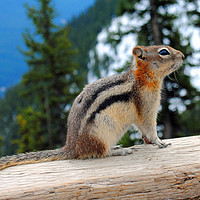 Buy canvas prints of Playful Chipmunk in Banff by Andy Evans Photos
