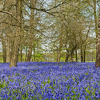 Buy canvas prints of Bluebell Woods Greys Court Oxfordshire by Andy Evans Photos