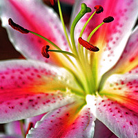 Buy canvas prints of Pink Lily Lilium herbaceous flowering plants by Andy Evans Photos
