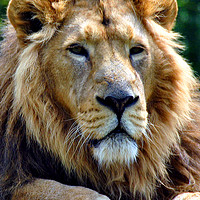 Buy canvas prints of Asiatic Lion panthera leo persica big cat male by Andy Evans Photos