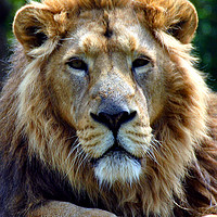 Buy canvas prints of Asiatic Lion panthera leo persica big cat male by Andy Evans Photos