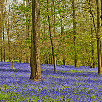 Buy canvas prints of Bluebell Woods Greys Court Oxfordshire UK by Andy Evans Photos