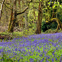 Buy canvas prints of Bluebell Woods Bluebells Basildon Park Berkshire by Andy Evans Photos