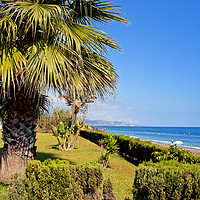 Buy canvas prints of Palm trees Torrox Costa del Sol Spain by Andy Evans Photos