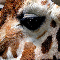 Buy canvas prints of African Giraffe Amelopardalis Giraffa by Andy Evans Photos