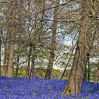 Buy canvas prints of Bluebell Woods Greys Court Oxfordshire by Andy Evans Photos