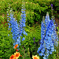 Buy canvas prints of Blue Delphiniums Summer Flowers by Andy Evans Photos