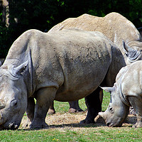 Buy canvas prints of Southern White Rhino Rhinoceros Ceratotherium Simu by Andy Evans Photos