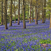Buy canvas prints of A Bluebell Wonderland by Andy Evans Photos