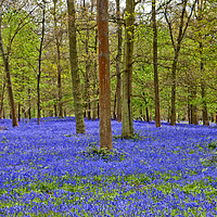 Buy canvas prints of Bluebell Woods Greys Court Oxfordshire England by Andy Evans Photos