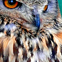 Buy canvas prints of European Eagle Owl Bird of Prey by Andy Evans Photos
