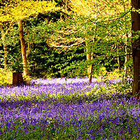 Buy canvas prints of Bluebell Woods Basildon Park Reading by Andy Evans Photos